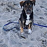 Hiro participe au concours pour gagner de l'argent avec cette photo : puppy, dog, beach, sand, outdoor, sitting, harness, leash, blue_leash, black_fur, brown_fur, white_chest, white_paws, floppy_ears, heterochromia, blue_eye, brown_eye, pet, portrait, playful