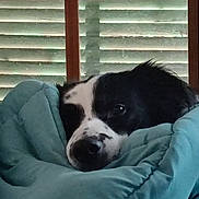 Marley a rejoint le concours — aidez-le/la à gagner de superbes lots ! animal, black_and_white, blanket, calm, comfort, cozy, cute, dog, face, fur, home, indoor, pet, relaxed, resting, sleepy, snuggled, soft, window, wooden_blinds