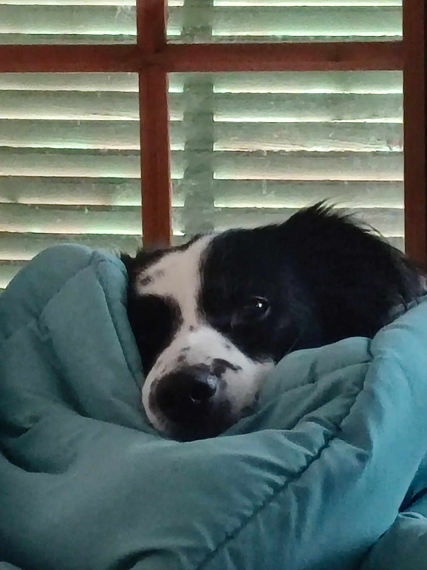 Marley