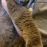 Blossom joined the competition — help win amazing prizes! animal, cat, claws, close_up, cozy, curious_eyes, cute, feline, fluffy, fur, gray_cat, holding, human_hand, indoor, mammal, paw, pet, soft, stretching, whiskers