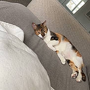 Libby is registered to the contest to win money with this photo: cat, calico, couch, indoor, relaxed, pet, feline, blanket, mirror, reflection, window, carpet, cozy, resting, fur, animal, domestic, quiet, home, sleepy