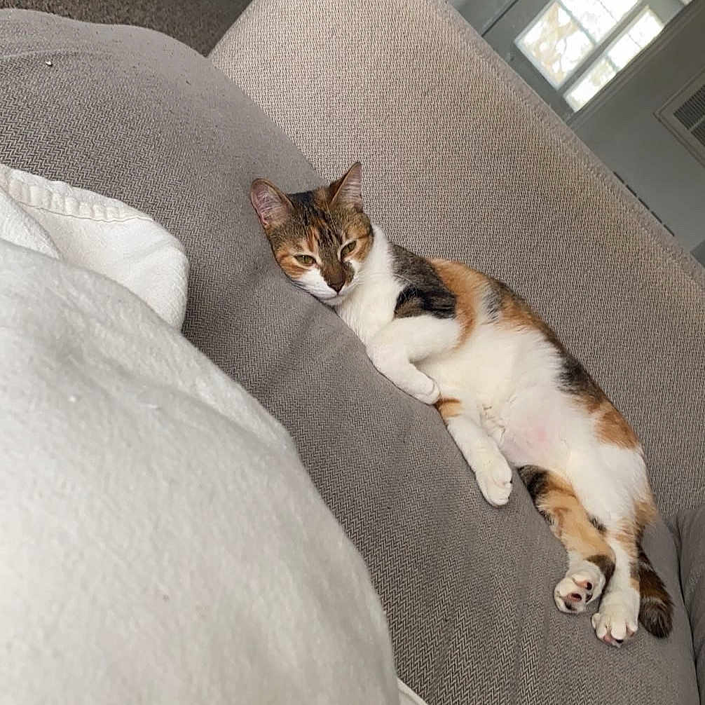 Libby is registered to the contest to win money with this photo: cat, calico, couch, indoor, relaxed, pet, feline, blanket, mirror, reflection, window, carpet, cozy, resting, fur, animal, domestic, quiet, home, sleepy