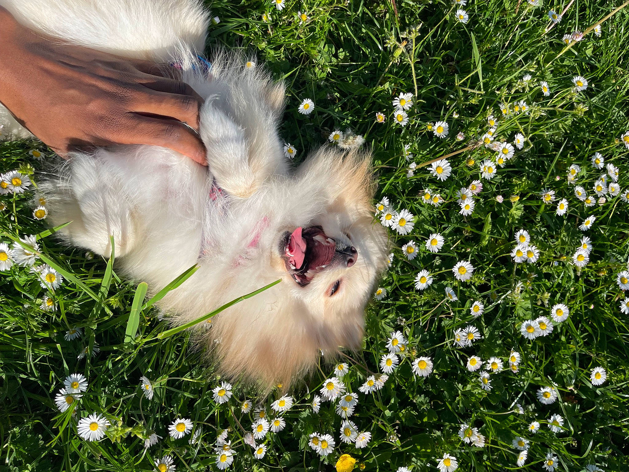 Beverly participe au concours pour gagner de l'argent avec cette photo : beak, botany, camomile, chamaemelum_nobile, feather, flower, flowering_plant, fur, grass, groundcover, happy, meadow, nature, oxeye_daisy, people_in_nature, petal, plant, shrub, spring, whiskers