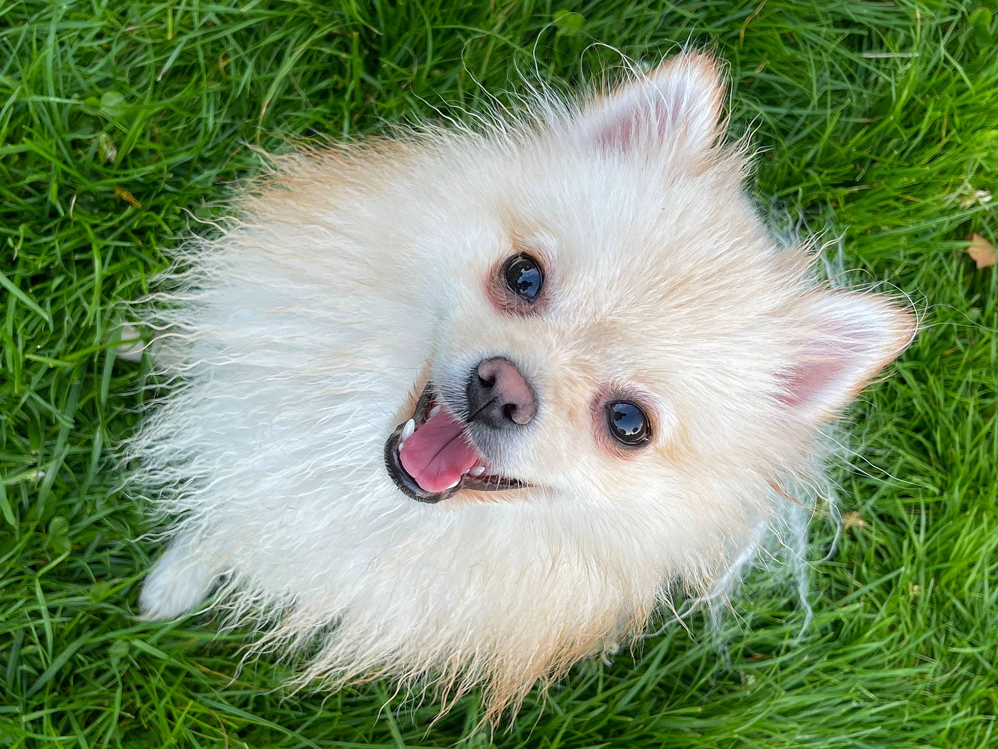 Beverly participe au concours pour gagner de l'argent avec cette photo : carnivore, companion_dog, dog, dog_breed, dog_supply, eye, fawn, fur, german_spitz, german_spitz_klein, german_spitz_mittel, grass, head, plant, snout, spitz, sporting_group, toy_dog, whiskers, working_animal