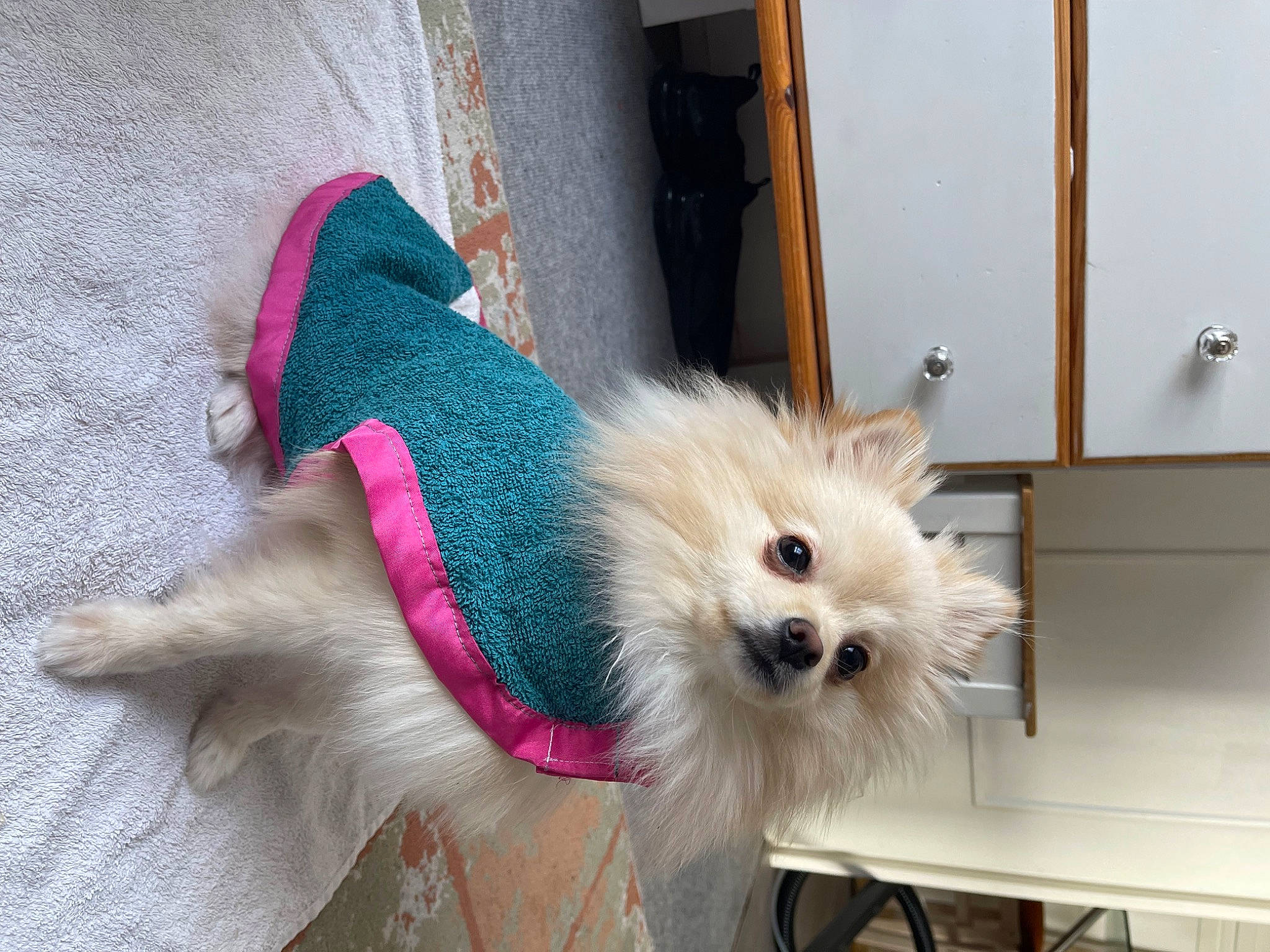 Beverly participe au concours pour gagner de l'argent avec cette photo : canidae, carnivore, collar, companion_dog, dog, dog_breed, dog_clothes, dog_collar, dog_supply, door, fawn, flooring, fur, pet_supply, small_terrier, snout, sporting_group, terrier, toy_dog, working_animal