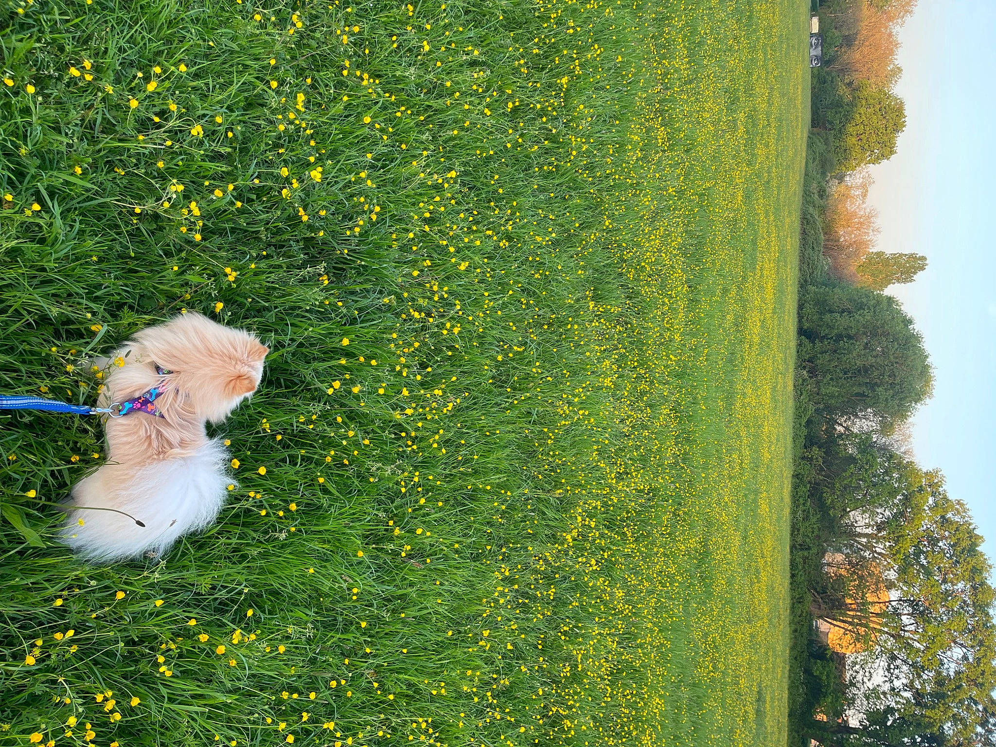 Beverly a rejoint le concours — aidez-le/la à gagner de superbes lots ! art, botany, flower, flowering_plant, grass, grass_family, grassland, green, groundcover, hedge, lawn, natural_landscape, people_in_nature, petal, photograph, plant, shrub, sky, tail, tree