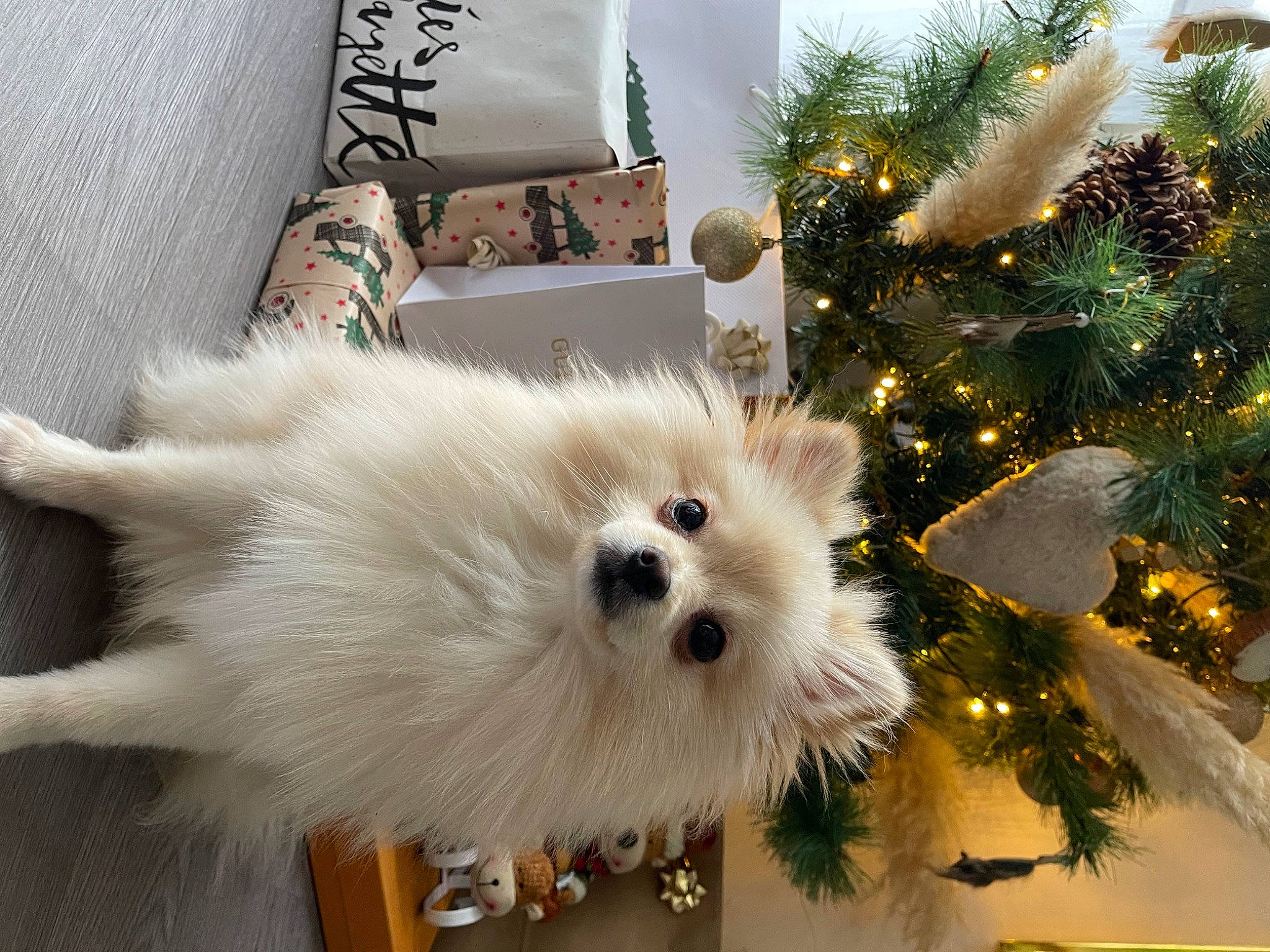 Beverly a rejoint le concours — aidez-le/la à gagner de superbes lots ! carnivore, christmas, christmas_decoration, christmas_tree, companion_dog, dog, dog_breed, dog_supply, event, fawn, fur, german_spitz, german_spitz_klein, german_spitz_mittel, holiday, japanese_spitz, pomeranian, spitz, tail, toy_dog