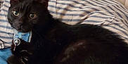 Boo Boo joined the competition — help win amazing prizes! cat, black_cat, bow_tie, collar, bed, pillow, striped_pillow, blanket, blue_blanket, feline, pet, indoor, resting, curious, fur, animal, cute, domestic_animal, laying, comfort