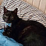 cat, black_cat, bow_tie, collar, bed, pillow, striped_pillow, blanket, blue_blanket, feline, pet, indoor, resting, curious, fur, animal, cute, domestic_animal, laying, comfort
