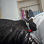 cat, black_cat, sleeping, collar, bed, blanket, indoor, closet, clothes, hanger, furniture, relaxing, pet, fur, animal, cozy, resting, room, home, nap