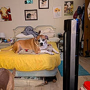 Ladybug joined the competition — help win amazing prizes! dog, bedroom, bed, yellow_bedspread, pillows, blanket, wall_art, cow_paintings, sunflower_painting, digital_clock, fan, floor, wood_floor, container, household_items, furniture, pet, relaxed, indoor, decor