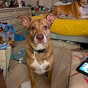 Bailey is registered to the contest to win money with this photo: dog, bedroom, furniture, bed, yellow_bedspread, floor, lamp, pillow, blanket, collar, household_items, curious, ears, wooden_floor, tablet, bag, drawer, decor, pet, indoor