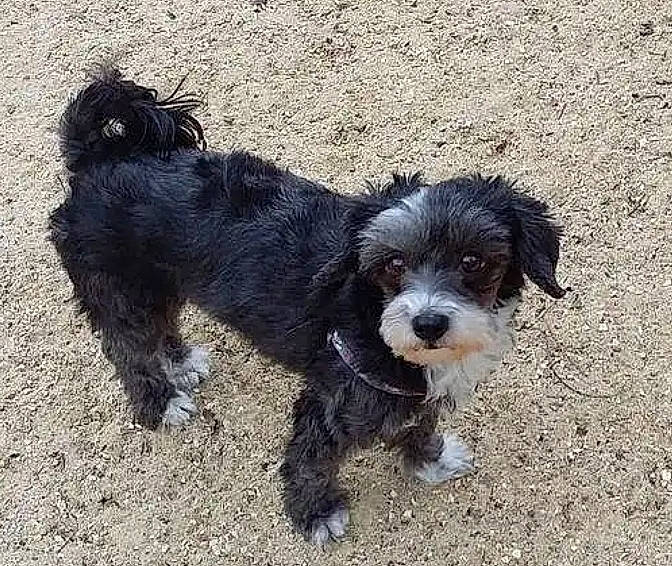 Coquine a rejoint le concours — aidez-le/la à gagner de superbes lots ! bolonka, canidae, carnivore, cavapoo, cockapoo, companion_dog, dog, dog_breed, havanese, kyi_leo, maltepoo, mammal, poodle_crossbreed, puppy, schnoodle, shih_poo, sporting_group, tibetan_terrier, vertebrate, yorkipoo