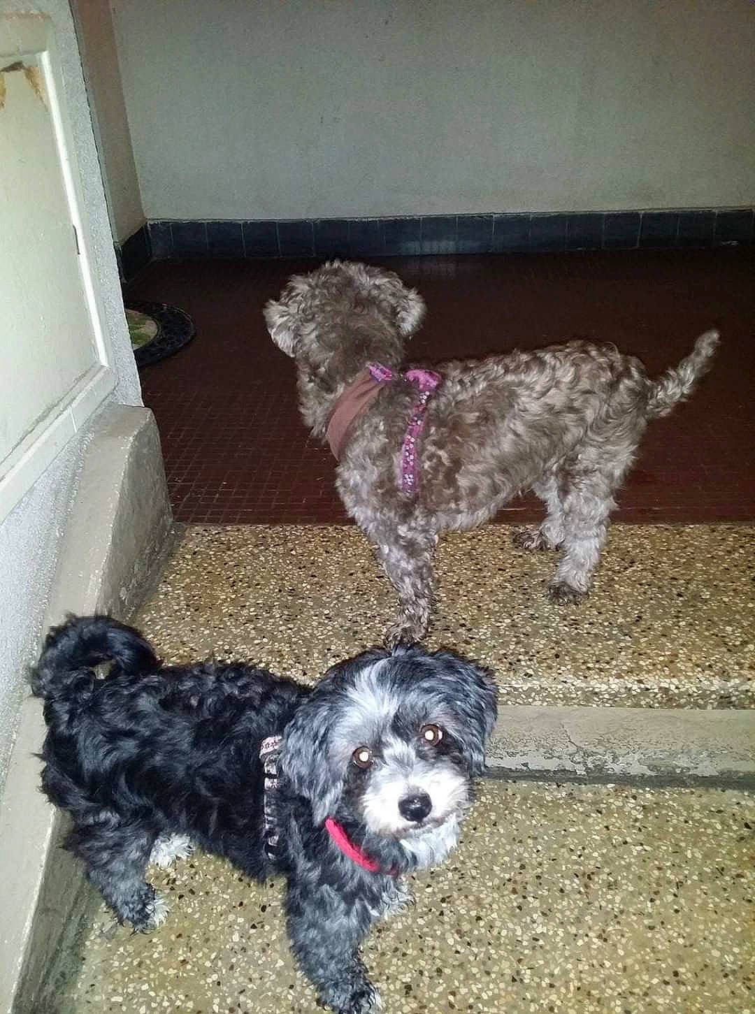 Chipie a rejoint le concours — aidez-le/la à gagner de superbes lots ! bolonka, canidae, carnivore, cavapoo, cockapoo, dog, dog_breed, mammal, miniature_poodle, non_sporting_group, poodle_crossbreed, portuguese_water_dog, schnoodle, spanish_water_dog, sporting_group, sporting_lucas_terrier, terrier, tibetan_terrier, toy_poodle, vertebrate