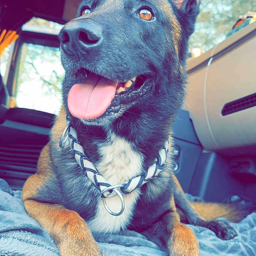 Otto participe au concours pour gagner de l'argent avec cette photo : accessories, animal, belt, bodypart, canine, cushion, dog, electronics, germanshepherd, homedecor, hound, husky, mouth, person, pet, policedog, puppy, snout, teeth, tongue