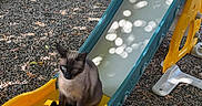 Pimousse participe au concours pour gagner de l'argent avec cette photo : cat, siamese_cat, slide, playground, outdoor, gravel, shade, sunlight, dappled_light, yellow, blue, plastic, pet, animal, sitting, quiet, nature, tree, leaves, shadow