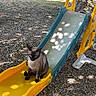 cat, siamese_cat, slide, playground, outdoor, gravel, shade, sunlight, dappled_light, yellow, blue, plastic, pet, animal, sitting, quiet, nature, tree, leaves, shadow