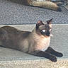siamese_cat, cat, dog_tail, dog_paws, concrete_step, mat, pet, animal, fur, resting, outdoor, sunlight, shadow, relaxed, companions, two_animals, side_view, quiet, calm, domestic