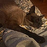 cat, siamese, sleeping, bed, blanket, patterned_bedspread, indoor, feline, paw, relaxed, resting, fur, cozy, animal, pet, quiet, warm_light, home, comfort, peaceful
