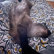Pimousse a rejoint le concours — aidez-le/la à gagner de superbes lots ! cat, siamese_cat, pet, animal, feline, sleeping, resting, paw, bed, blanket, floral_pattern, indoor, cozy, fur, whiskers, stretching, relaxed, comfort, domestic_animal, close_up