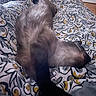 cat, siamese_cat, pet, animal, feline, sleeping, resting, paw, bed, blanket, floral_pattern, indoor, cozy, fur, whiskers, stretching, relaxed, comfort, domestic_animal, close_up