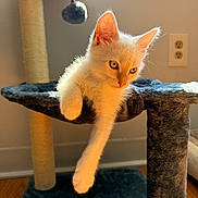Noodle joined the competition — help win amazing prizes! kitten, cat, cat_tree, paw, indoor, sunlight, toy, furry, pet, animal, relaxing, curious, white_cat, dangling_paw, floor, window, plush, cute, domestic_cat, feline