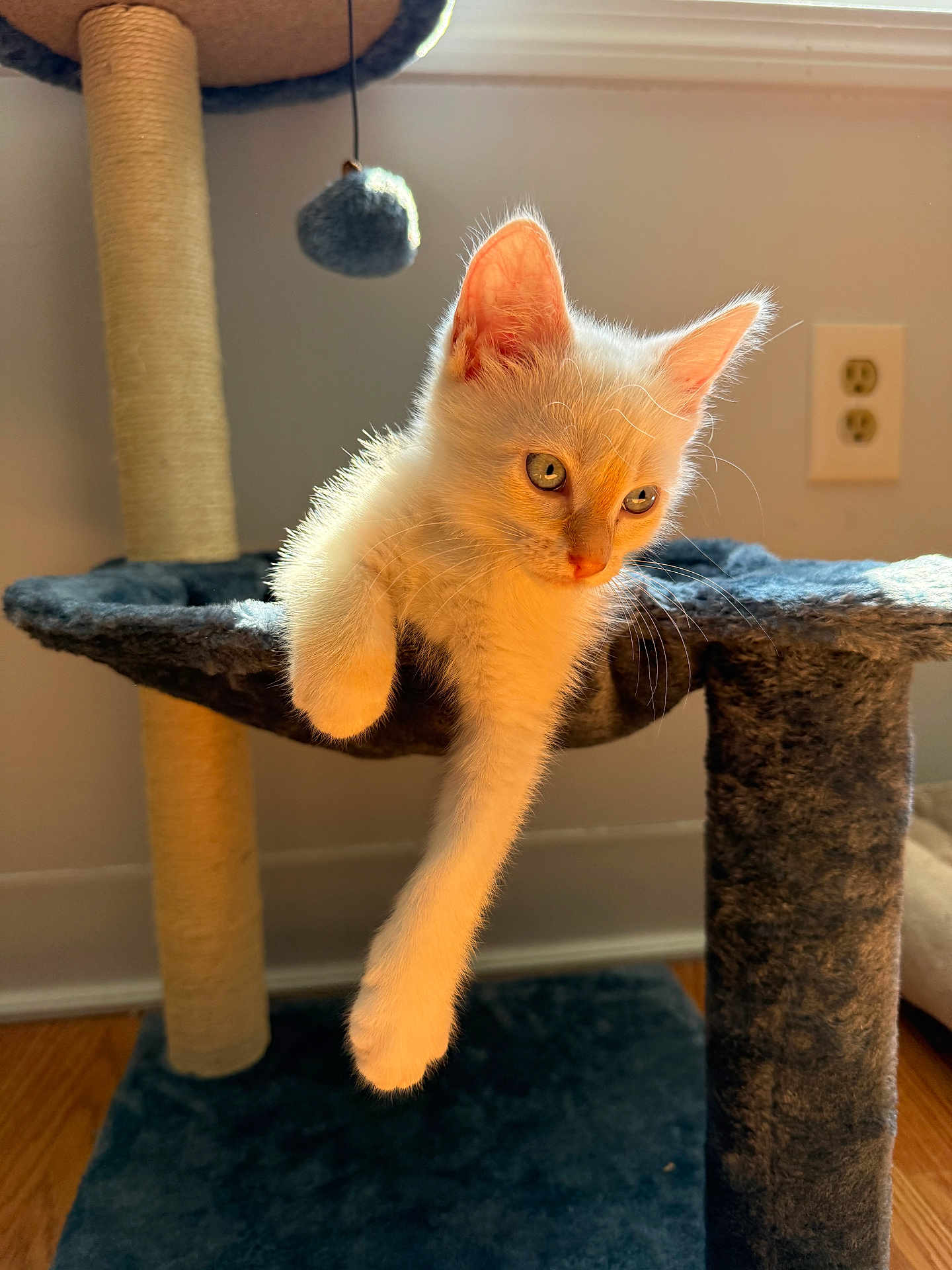 Noodle joined the competition — help win amazing prizes! kitten, cat, cat_tree, paw, indoor, sunlight, toy, furry, pet, animal, relaxing, curious, white_cat, dangling_paw, floor, window, plush, cute, domestic_cat, feline