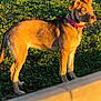 dog, canine, grass, outdoor, sunlight, collar, pet, animal, side_view, shadow, curb, brown_coat, alert, nature, daylight, standing, ears_up, young_dog, greenery, street