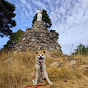 Tenshi a rejoint le concours — aidez-le/la à gagner de superbes lots ! dog, akita, animal, outdoor, grass, dry_grass, rock, statue, religious_statue, sky, clouds, tree, leash, harness, sitting, panting, nature, landscape, hill, daytime