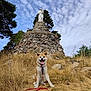 dog, akita, animal, outdoor, grass, dry_grass, rock, statue, religious_statue, sky, clouds, tree, leash, harness, sitting, panting, nature, landscape, hill, daytime