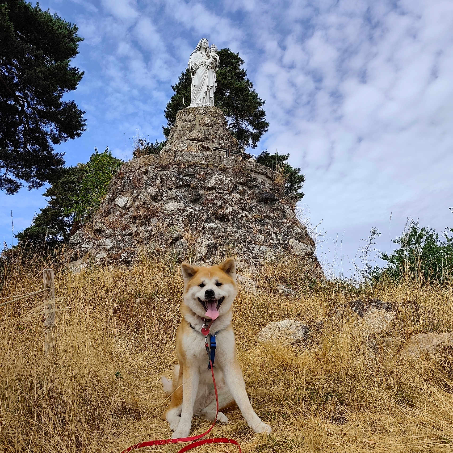 Tenshi a rejoint le concours — aidez-le/la à gagner de superbes lots ! dog, akita, animal, outdoor, grass, dry_grass, rock, statue, religious_statue, sky, clouds, tree, leash, harness, sitting, panting, nature, landscape, hill, daytime