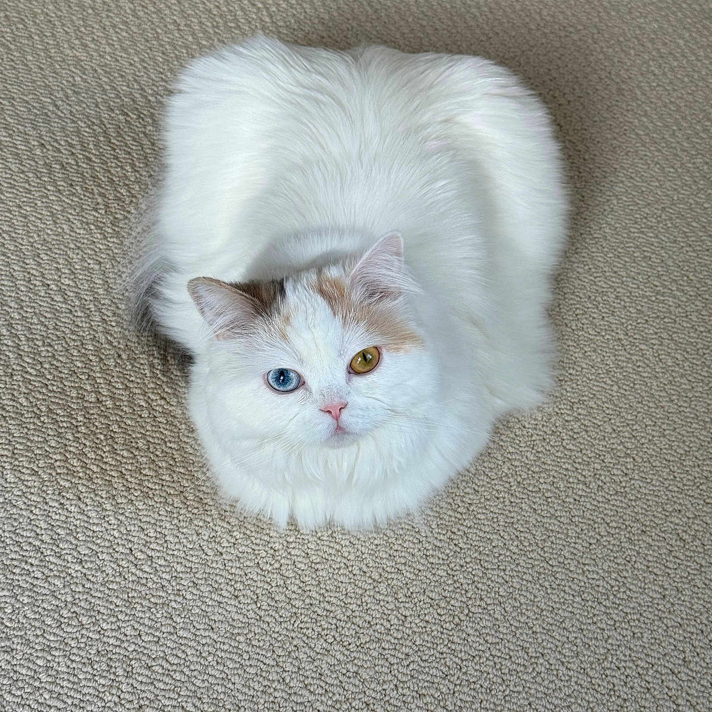 Milly