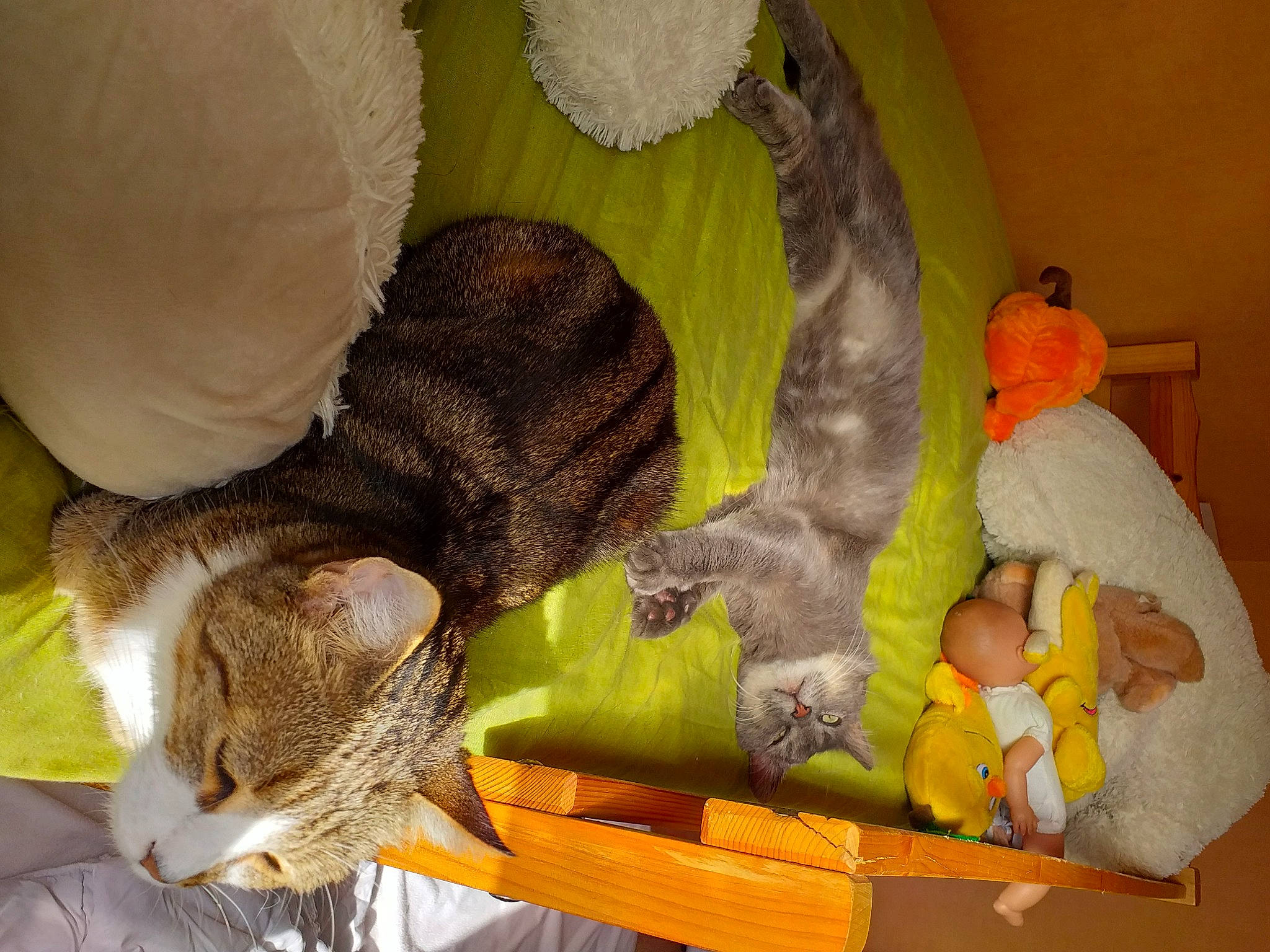 Vagabond a rejoint le concours — aidez-le/la à gagner de superbes lots ! carnivore, cat, felidae, small_to_medium_sized_cats, tail, whiskers