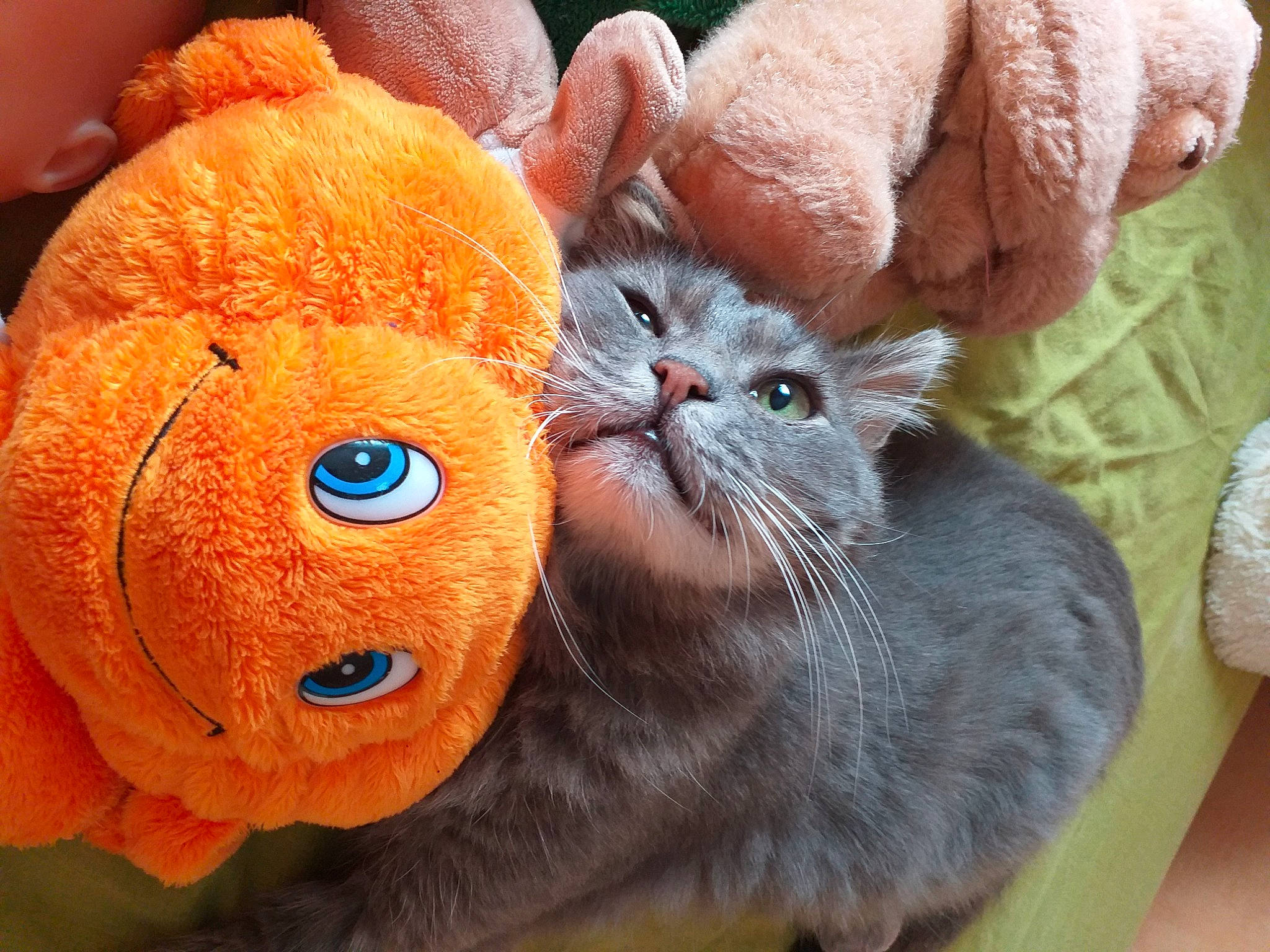 Vagabond a rejoint le concours — aidez-le/la à gagner de superbes lots ! british_shorthair, carnivore, cat, ear, fawn, felidae, fur, kitten, orange, organism, plush, small_to_medium_sized_cats, snout, stuffed_toy, toy, whiskers