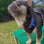 Twix is registered to the contest to win money with this photo: animal, backyard, blue_harness, canine, curious, daylight, dog, ears, fur, grass, green_bench, leash, looking_up, nature, outdoor, paws, pet, sky, small_dog, trees