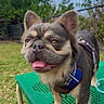 Twix joined the competition — help win amazing prizes! animal, bench, canine, closeup, dog, ears_up, face, grass, green, happy, harness, leash, nature, outdoor, pet, playful, portrait, small_dog, sunny, tongue_out