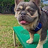 Twix is registered to the contest to win money with this photo: animal, blue_sky, canine, cute, dog, fur, grass, green_bench, happy, harness, leash, nature, outdoor, park, pet, playful, small_dog, sunny, tongue_out, trees