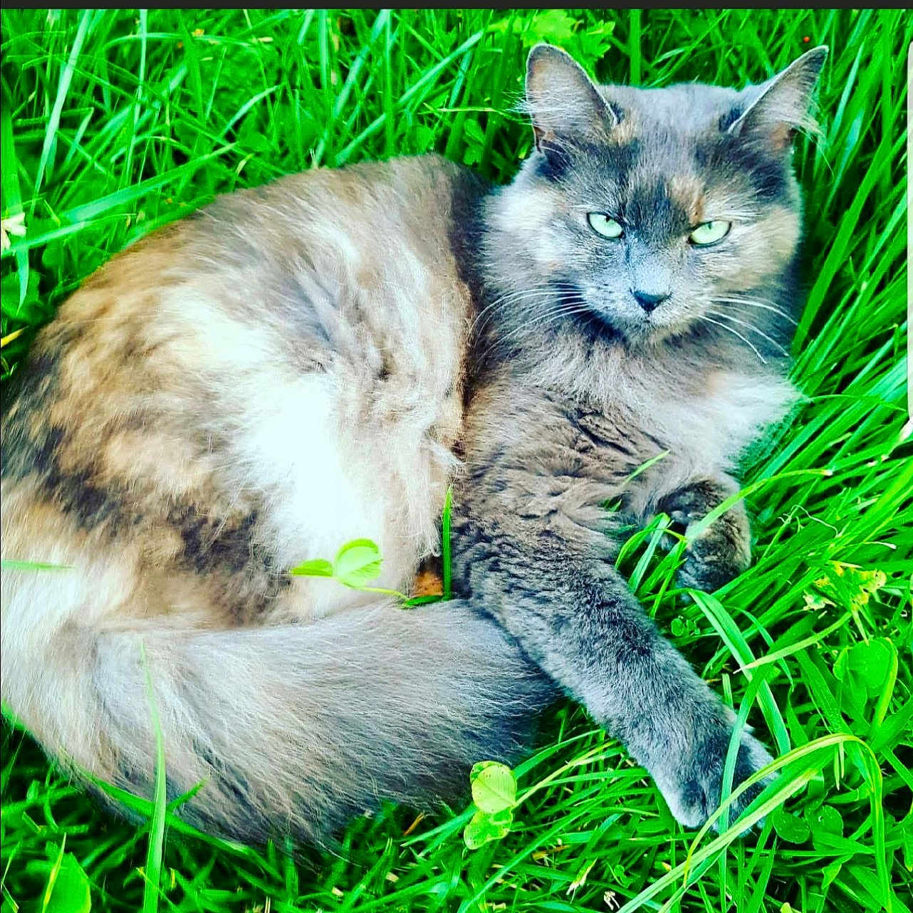 Princesse participe au concours pour gagner de l'argent avec cette photo : alert, animal, cat, close_up, cute, domestic_cat, eyes, feline, fur, grass_blades, gray_cat, green_grass, laying_down, nature, outdoor, pet, resting, summer, tail, whiskers