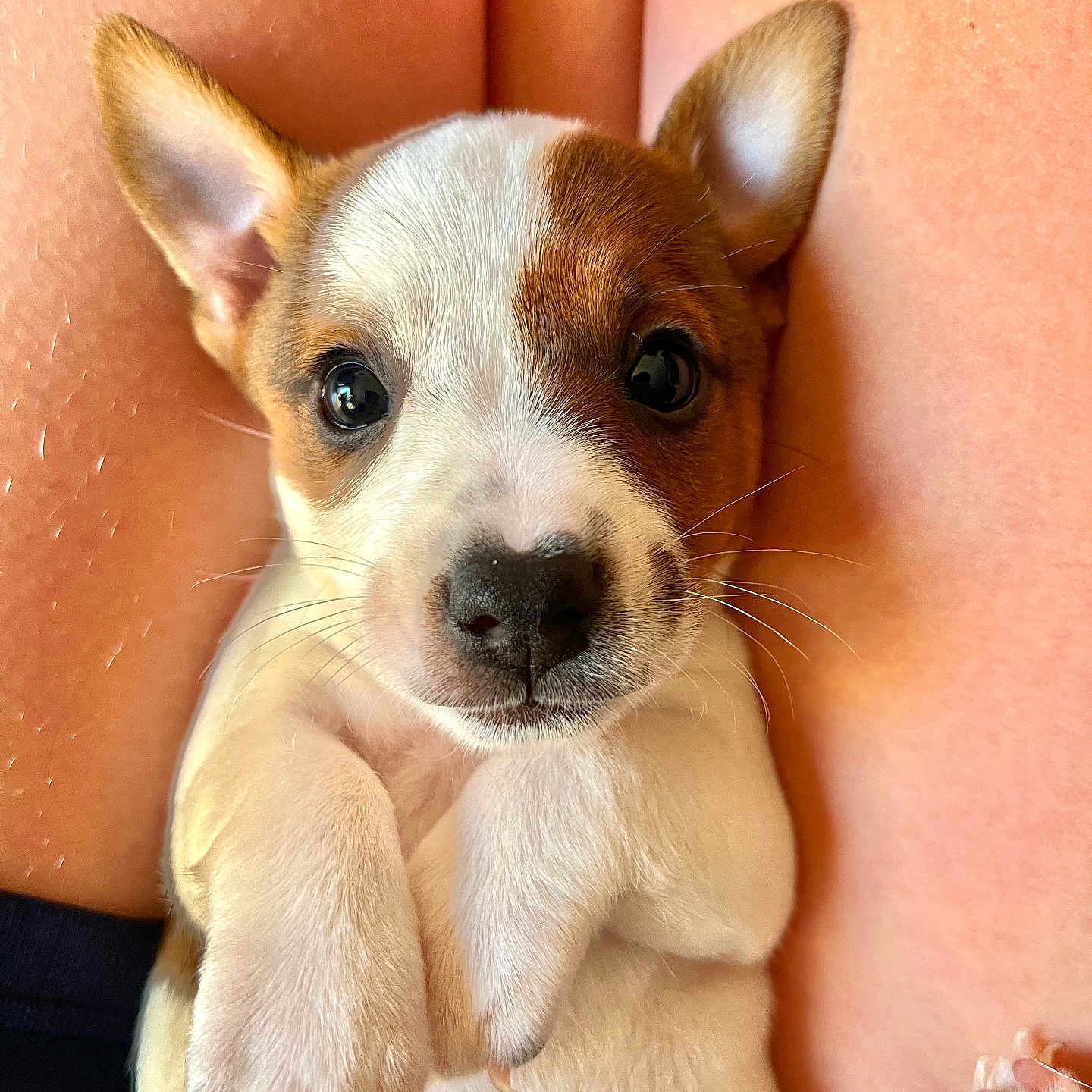 Princesse participe au concours pour gagner de l'argent avec cette photo : adorable, animal, black_nose, brown_fur, close_up, cute, dog, ears, fur_texture, human_legs, indoor, looking_at_camera, lying_down, pet, puppy, small_paws, soft_light, whiskers, white_fur, young_dog