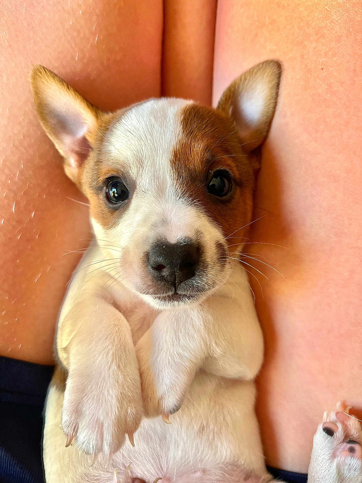 Princesse participe au concours pour gagner de l'argent avec cette photo : puppy, dog, close_up, pet, cute, animal, white_fur, brown_fur, small_paws, lying_down, looking_at_camera, indoor, human_legs, soft_light, young_dog, adorable, whiskers, black_nose, ears, fur_texture