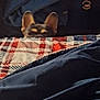 Archie joined the competition — help win amazing prizes! bed, bedding, bedroom, blanket, cozy, curious, cute, dog, dresser, ears, eyes, furniture, indoor, peekaboo, peeking, pet, plaid_pattern, puppy, quilt, small_dog