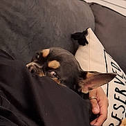 Archie is registered to the contest to win money with this photo: battery_icon, blanket, bouquet_flowers, chihuahua, couch, couch_cushion, cozy, dog, ear, human_hand, indoor, peeking, phone_ui, pillow, relaxed, ring, screenshot, small_dog, thumbnail_strip, window_blinds