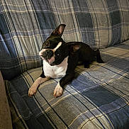 Wyatt is registered to the contest to win money with this photo: dog, boston_terrier, pet, indoor, couch, plaid, fabric, black_and_white, animal, lying_down, head_tilt, curious, fur, ears, paw, domestic, companion, resting, cute, canine
