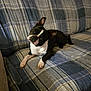 dog, boston_terrier, pet, indoor, couch, plaid, fabric, black_and_white, animal, lying_down, head_tilt, curious, fur, ears, paw, domestic, companion, resting, cute, canine