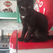 Mick participe au concours pour gagner de l'argent avec cette photo : animal, black_cat, black_fur, cat, colorful_background, eyes, feline, furniture, home, indoors, motorcycle, pet, photography, pointed_ears, portrait, red_background, red_box, short_hair, sitting, whiskers