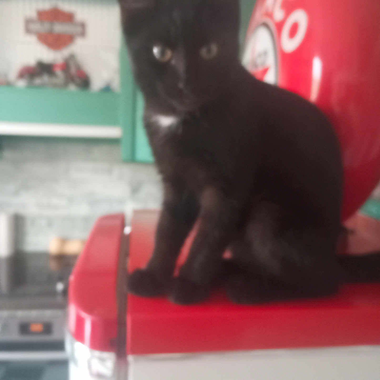 Mick participe au concours pour gagner de l'argent avec cette photo : animal, black_cat, black_fur, cat, colorful_background, eyes, feline, furniture, home, indoors, motorcycle, pet, photography, pointed_ears, portrait, red_background, red_box, short_hair, sitting, whiskers