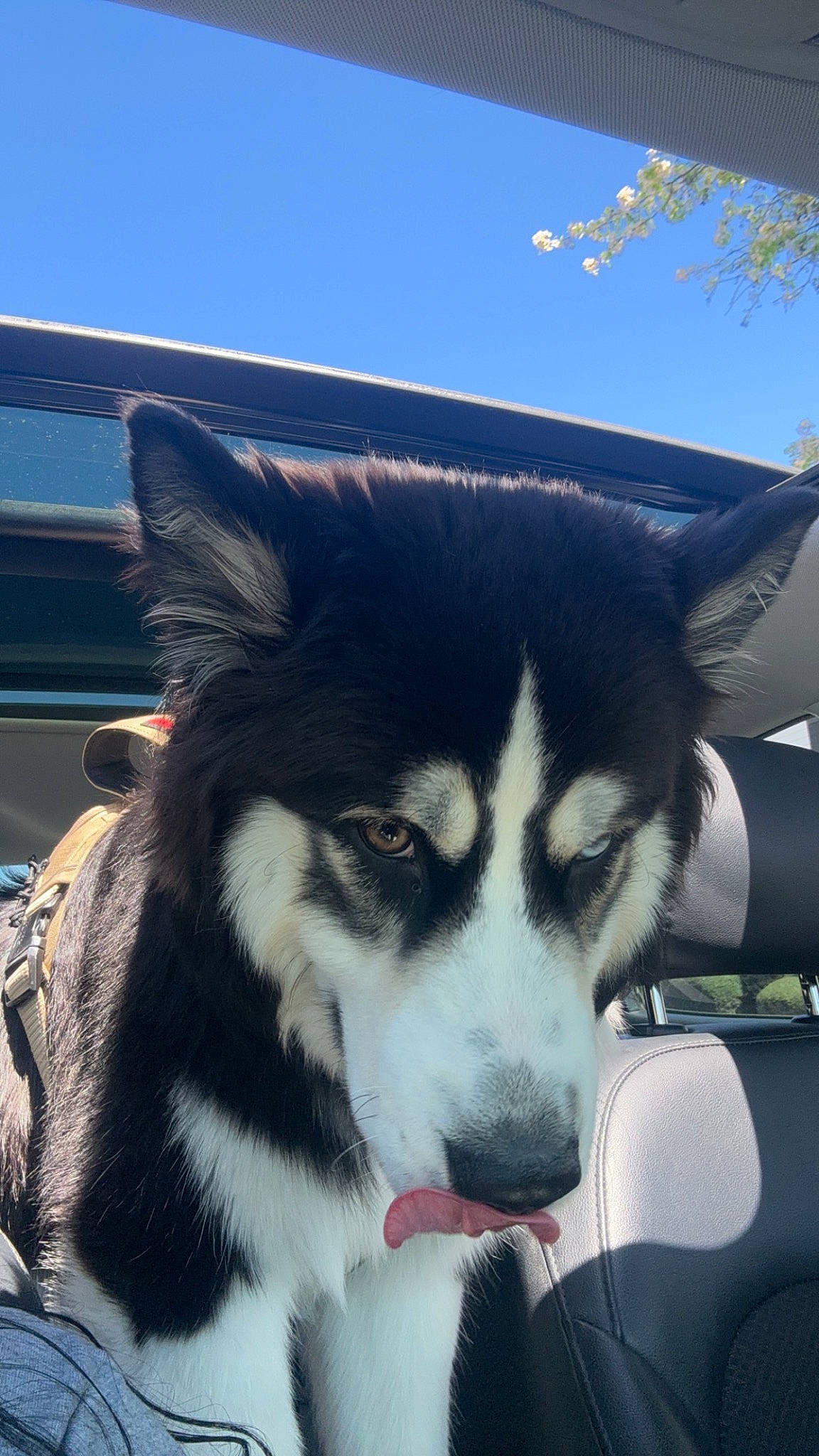 Milo joined the competition — help win amazing prizes! ancient_dog_breeds, canidae, canis, carnivore, companion_dog, dog, dog_breed, electric_blue, fur, herding_dog, recreation, siberian_husky, sky, sled_dog, snout, sporting_group, tree, whiskers, working_animal, working_dog
