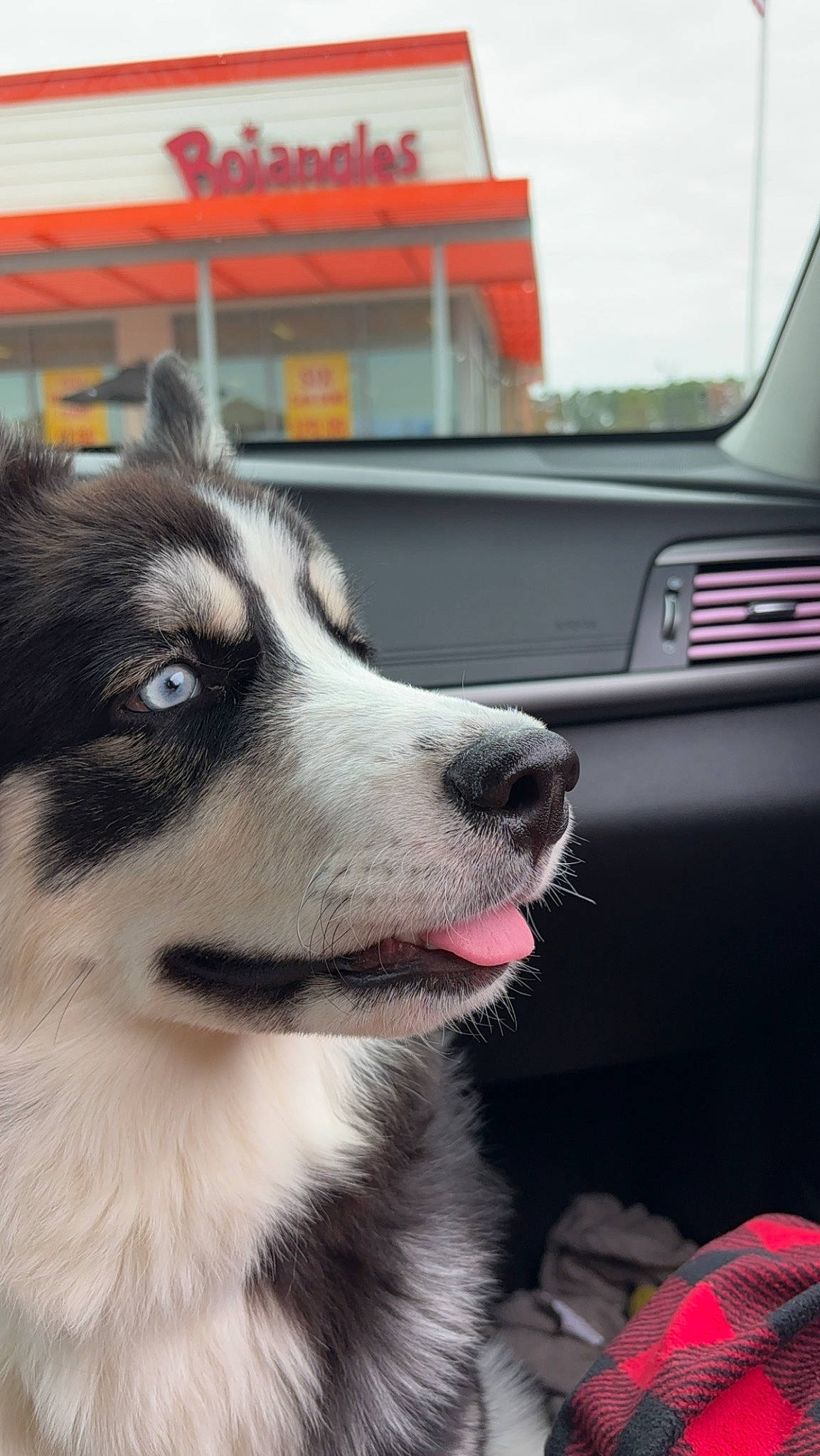 Milo joined the competition — help win amazing prizes! automotive_exterior, automotive_mirror, car, car_seat, carnivore, companion_dog, dog, dog_breed, fur, luxury_vehicle, personal_luxury_car, siberian_husky, sled_dog, snout, steering_wheel, vehicle, vehicle_door, whiskers, windshield, working_animal