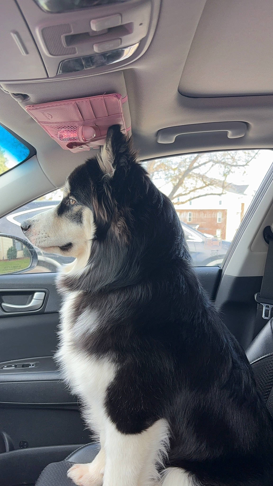 Milo is registered to the contest to win money with this photo: auto_part, automotive_design, automotive_exterior, automotive_mirror, car, carnivore, companion_dog, dog, dog_breed, glass, herding_dog, hood, motor_vehicle, personal_luxury_car, snout, tints_and_shades, vehicle, vehicle_door, window, windshield