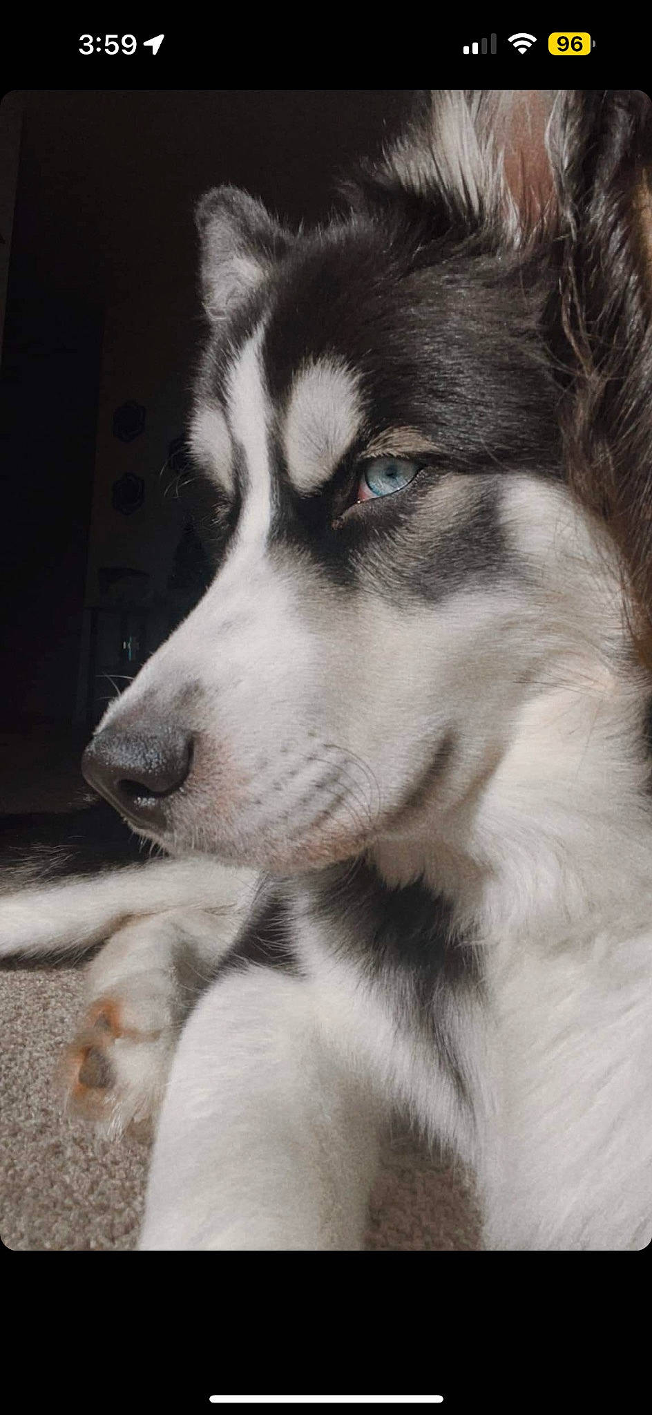 Milo joined the competition — help win amazing prizes! ancient_dog_breeds, canidae, canis, carnivore, companion_dog, dog, dog_breed, eye, fur, monochrome, monochrome_photography, non_sporting_group, siberian_husky, sled_dog, snout, sporting_group, terrestrial_animal, whiskers, working_animal, working_dog